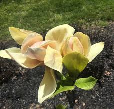 Image result for magnolie sunsation