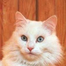 Ruyada Gozu Renkli Kedi Gormek Ne Anlama Gelir Neye Isarettir Ruya Tabirleri