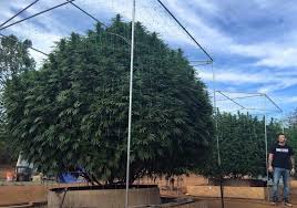 A big tree in my garden. Reggae Song On Twitter There Is A Big Tree In My Garden Standhighpatrol Https T Co Of5ri6wpd7