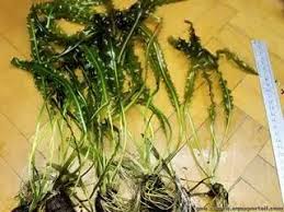 Image result for Aponogeton desertorum