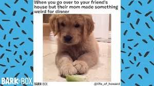 And its sluggishness makes it particularly funny. Another Funny Dog Meme Compilation Barkbox Youtube