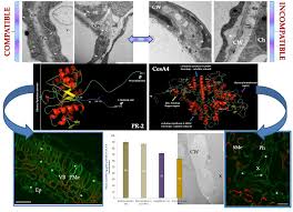 Check spelling or type a new query. Ijms Free Full Text Plant Cell Wall Dynamics In Compatible And Incompatible Potato Response To Infection Caused By Potato Virus Y Pvyntn