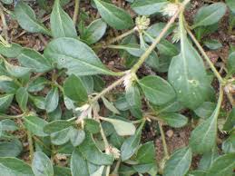 Image result for Alternanthera caracasana