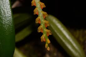 Image result for Bulbophyllum fuscum