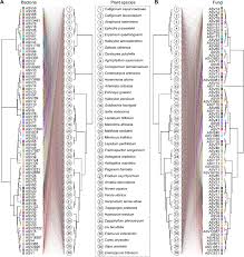 Image result for Zygophyllum leucocladum