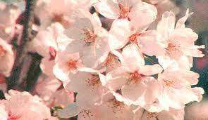 Содержание 7 animated background header 10 pure css3 gradient background animation Flower Gifs Images