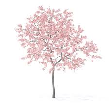 Peach Tree With Flowers 3d Model 3m Flowering Trees Peach Trees Architecture Collage