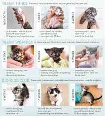 They are beautiful cats and immaculately clean. Finding Baby Kittens Krazy For Kats Inc