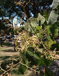 Image result for Firmiana