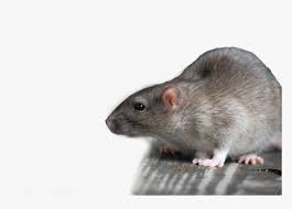 Dead Rat Png Rat Transparent Png Transparent Png Image Pngitem Dead rat clipart vector graphics (81 results ).