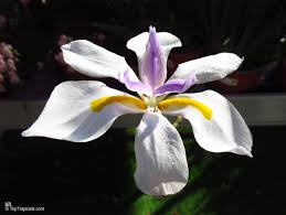 Image result for Dietes flavida