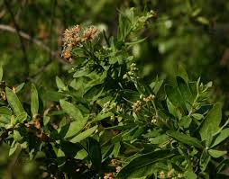 Image result for Pluchea dioscoridis