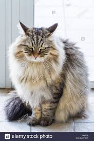 Long Haired Pet Of Siberian Cat Hypoallergenic Kitten Of Livestock Stock Photo 235595007 Alamy In 2020 Siberian Cat Cats Siberian Cat Hypoallergenic