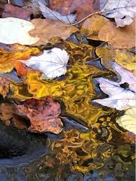 Profile for Sharon Mendelson Photography