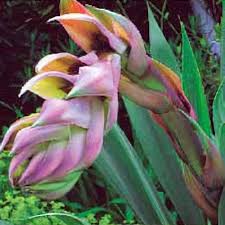 Image result for Beschorneria yuccoides