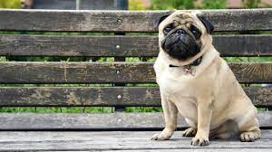 History Of The Pug Bechewy