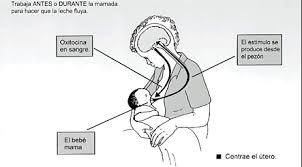 Lactancia Materna Hospital Hm Nens