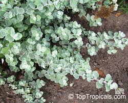 Image result for Helichrysopsis