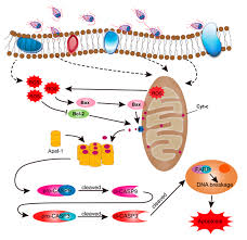 To learn more, check out the stomp pest extermination and inspection. Pathogens Free Full Text Giardia Duodenalis Induces Apoptosis In Intestinal Epithelial Cells Via Reactive Oxygen Species Mediated Mitochondrial Pathway In Vitro Html