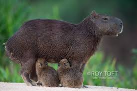 Capybara Pantanal Brazil Roy Toft Jpg Brazil Animals Pantanal Capybara