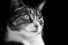 30 Cute Kitten And Cat Wallpapers To Brighten Your Day Inspirationfeed Cat Wallpaper Tabby Cat Cute Cat Wallpaper
