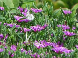 The most common south african flowers material is cotton. 10 Great South African Indigenous Plants For Children S Gardens Random Harvest News