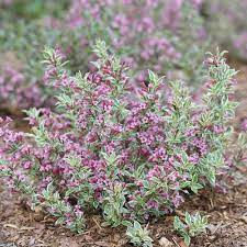 Maybe you would like to learn more about one of these? My Monet Purple Effect Weigela Florida Proven Winners