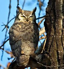 However, the story that owls will eat your dogs/cats is an urban legend; Canadian Wildlife Federation Great Horned Owl