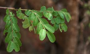 Image result for Phyllanthus reticulatus