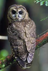 Dengan menggambar juga bisa melatih kemampuan koordinasi, yang bagus untuk saraf motorik seperti mata dan otot tangan untuk bisa menunjang aktifitas lainnya. Burung Hantu Wikipedia Bahasa Melayu Ensiklopedia Bebas