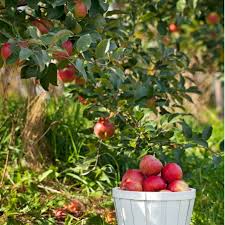 Calcium improves fruit quality and is especially helpful in growing honeycrisp apple trees. Buy Bare Root Honeycrisp Apple Trees For Sale Chief River Nursery Chief River Nursery