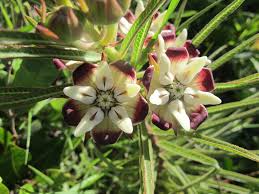 Image result for Pachycarpus concolor