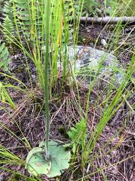 Image result for Holothrix longiflora