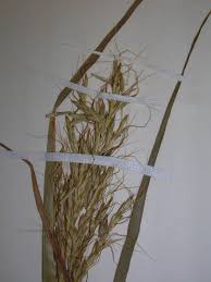 Image result for Bothriochloa bladhii