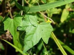 Image result for Melothria