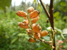 Image result for Flemingia