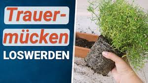 Auch wenn fliegen ihre daseinberechtigung haben, so 1. Trauermucken Loswerden Was Tun Gegen Kleine Fliegen Im Blumentopf Youtube