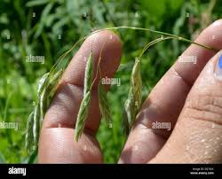 Image result for Bromus  kalmii