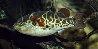 Fluviatilis is often confused with its similar looking relatives t. Green Pufferfish Wikipedia