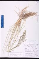 Image result for Eragrostis atrovirens