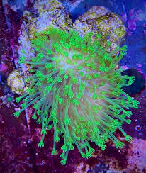 Image result for Sarcophyte piriei