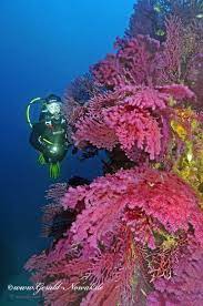 If you're surfing the web to find a corner of paradise for your next scuba diving holiday, having landed here at ustica you need go no further. Tauchen In Ustica Sizilien