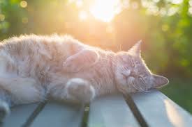 5 signs that show you are a cat : International Cat Day National Awareness Days Calendar 2021