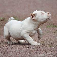 Pandora Chiot Puppy Puppies American Bully Xl Xxl Bully Pitbull A Vendre For Sale France Belgique Kennel Elevage Lion P Pitbull Puppies Baby Dogs Bully Pitbull