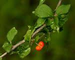 Image result for Erythrococca zambesiaca