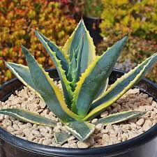 Image result for Agave