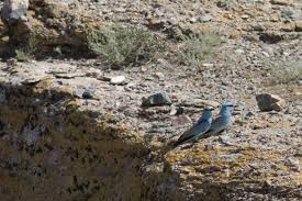 We did not find results for: Roller Coracias Garrulus Linnaeus 1758