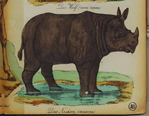 The rhinoceros fight in India — Rhino Resource Center