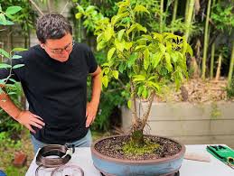 Image result for Ficus virens