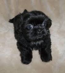 We're very familiar with the shih tzu breed so let us know if you need help on deciding if one of these mixes is right for you! Shih Tzu Chihuahua Mix Puppies For Sale Near Me Off 69 Www Usushimd Com